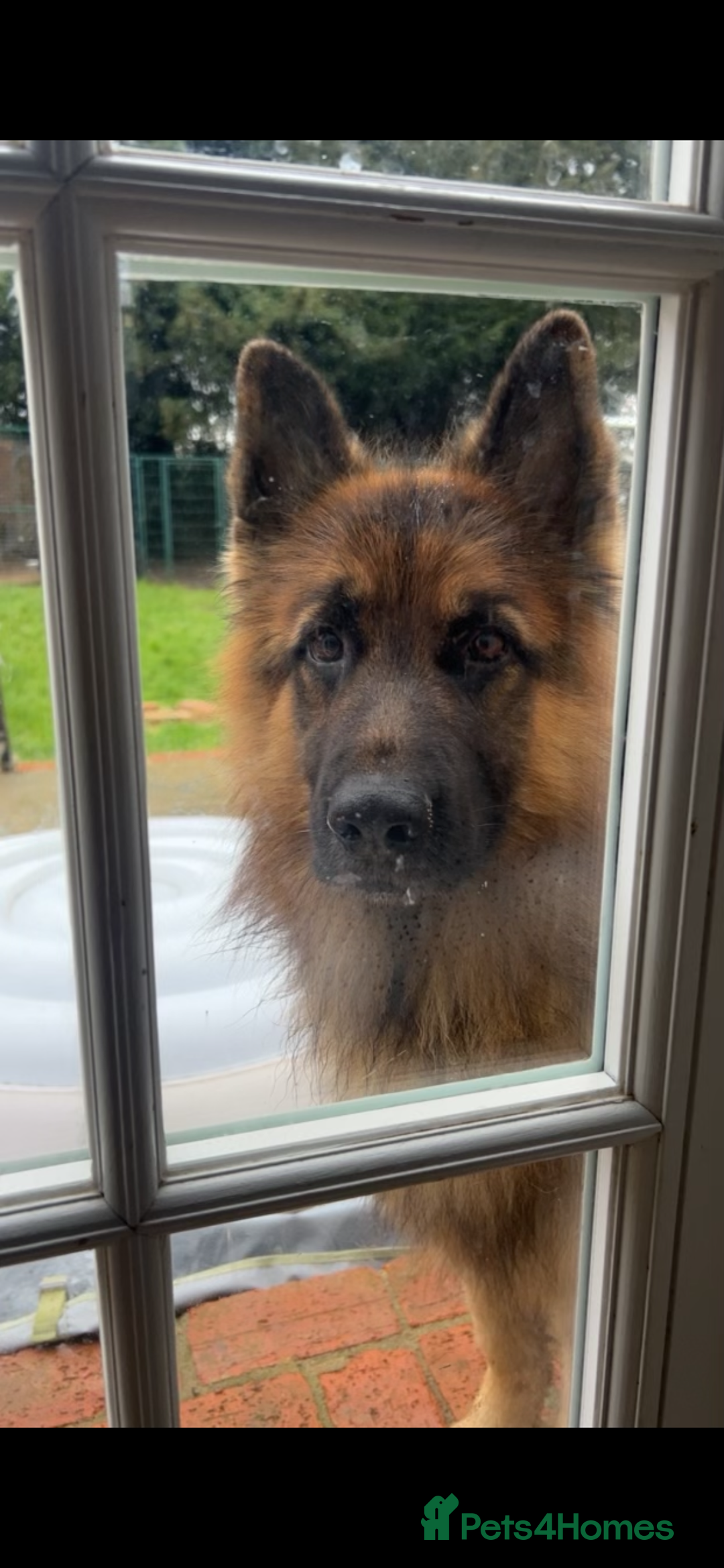 German Shepherd dogs for sale: 5 beautiful German Shepard puppies for sale  - Advert 13