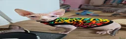 Sphynx cats for sale: Rare Blue-Eyed Sphynx Kitten TICA & GCCF  - Advert 16