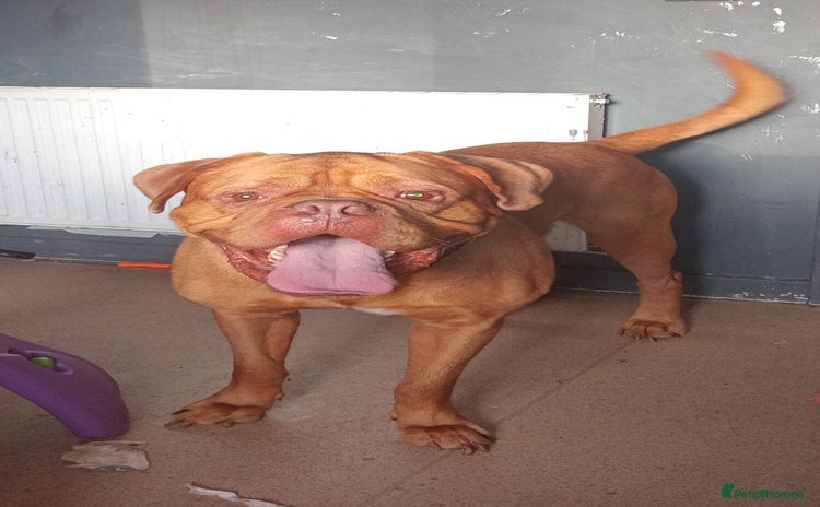 Dogue De Bordeaux dogs - Advert 1