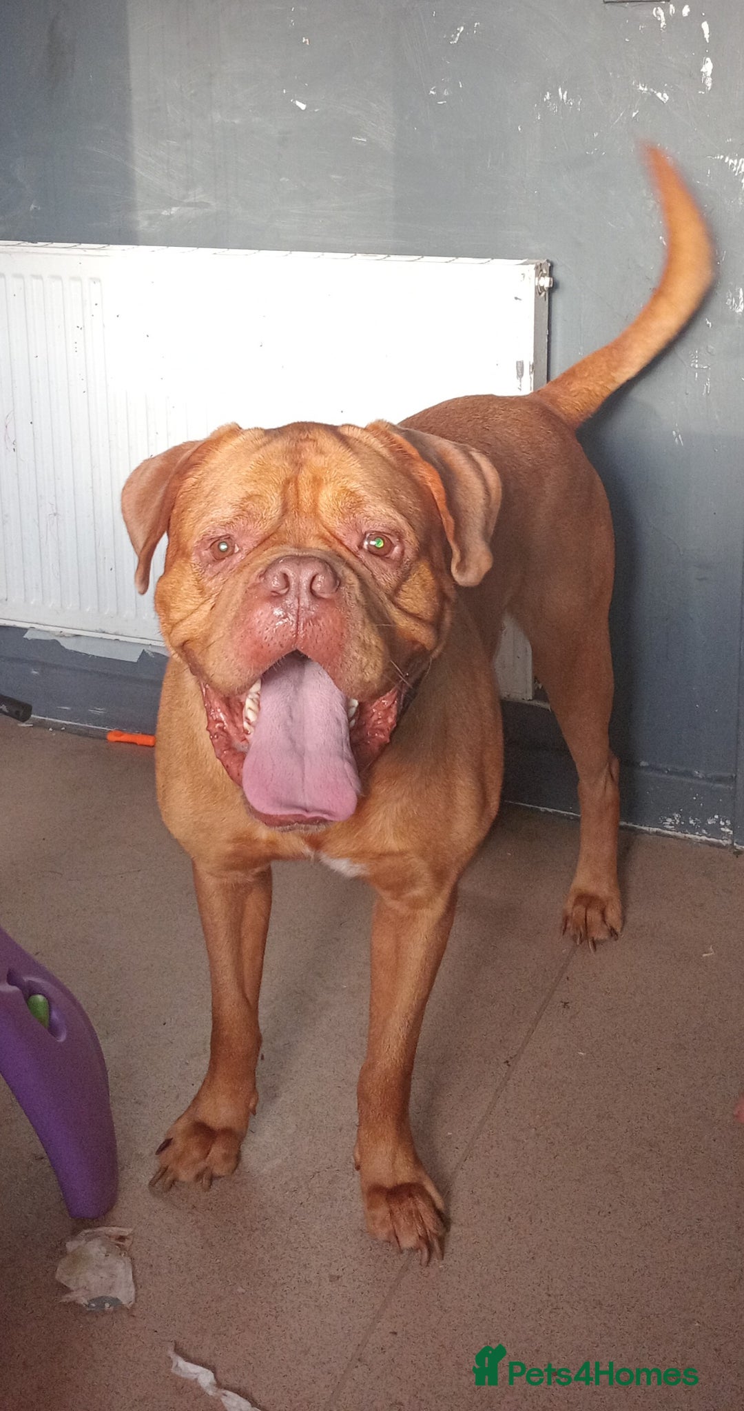 Dogue De Bordeaux dogs for sale: Male Dougue de bordeaux  - Image 1