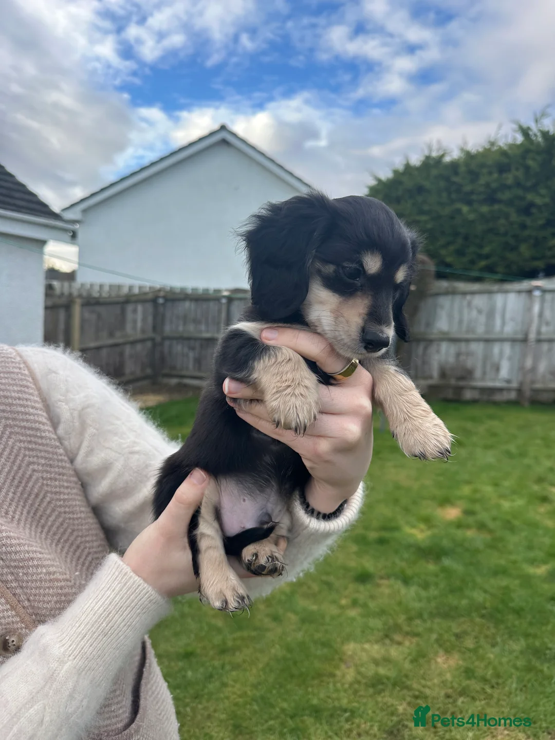 Miniature Dachshund dogs for sale: KC reg Long haired miniature dachshund puppies - Advert 16