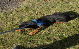 Rottweiler dogs for sale: 3 month male Rottweiler  - Image 4