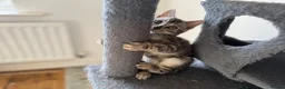 Bengal cats for sale: Rare Silver Grey Bengal TICA Kittens  - Advert 15