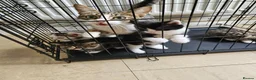 Mixed Breed cats for sale: Beautiful kittens for sale  - Advert 2