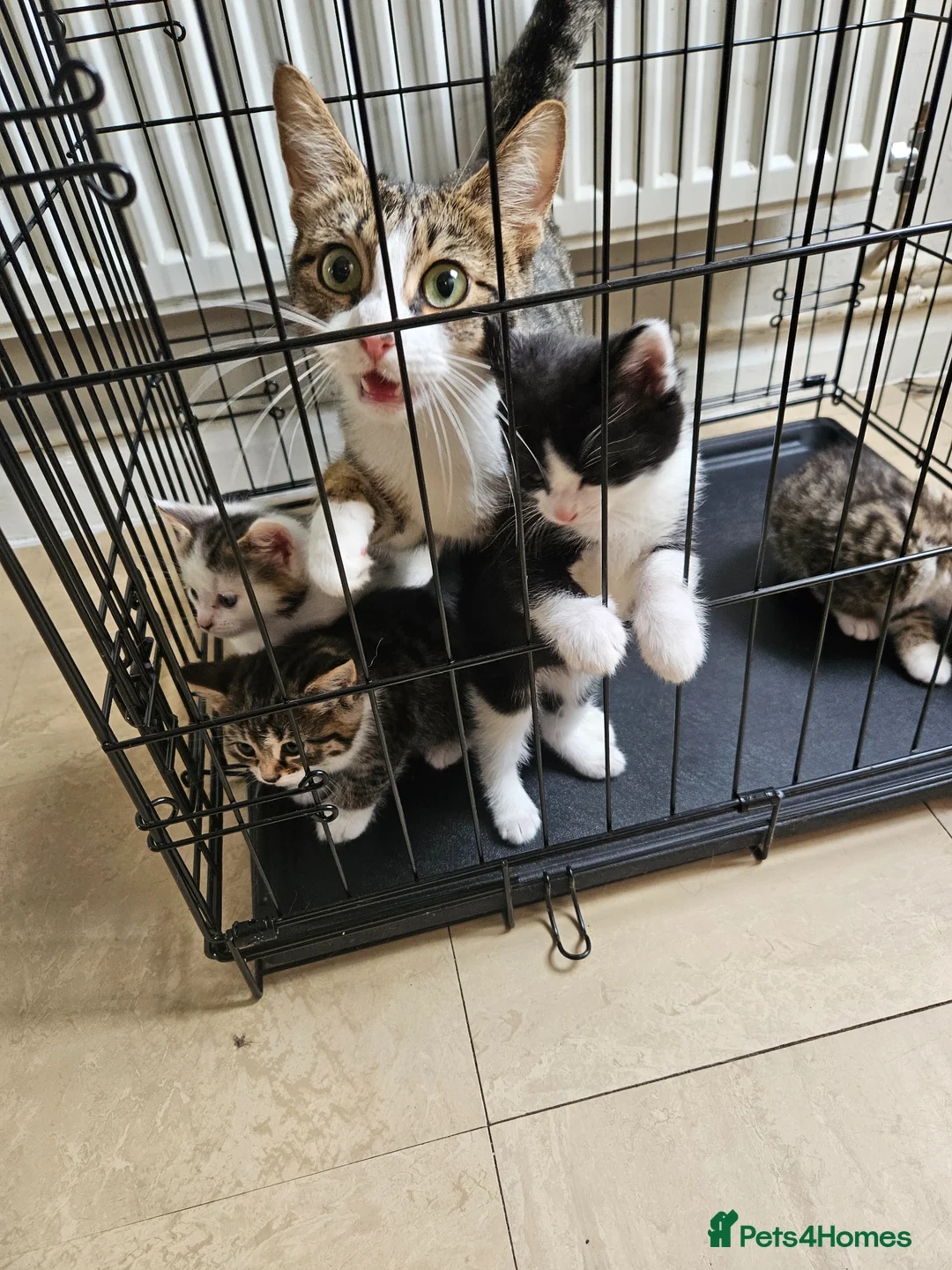Mixed Breed cats for sale: Beautiful kittens for sale  - Advert 2