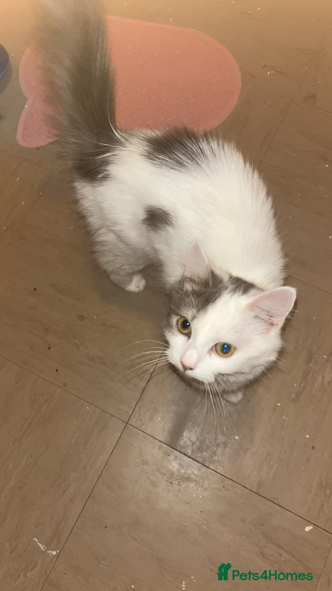 British Shorthair cats for sale: 2 bonded female cats - Advert 4