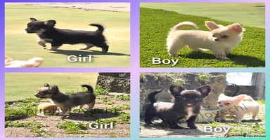 Chihuahua dogs - Advert 5