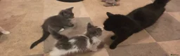 Mixed Breed cats for sale: Beautiful kitten - Advert 8