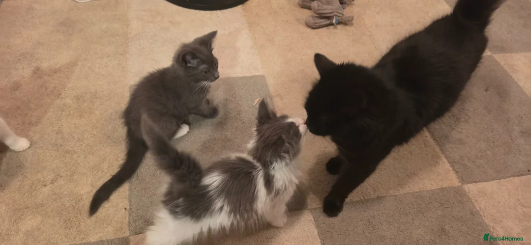 Mixed Breed cats for sale: Beautiful kitten - Advert 8