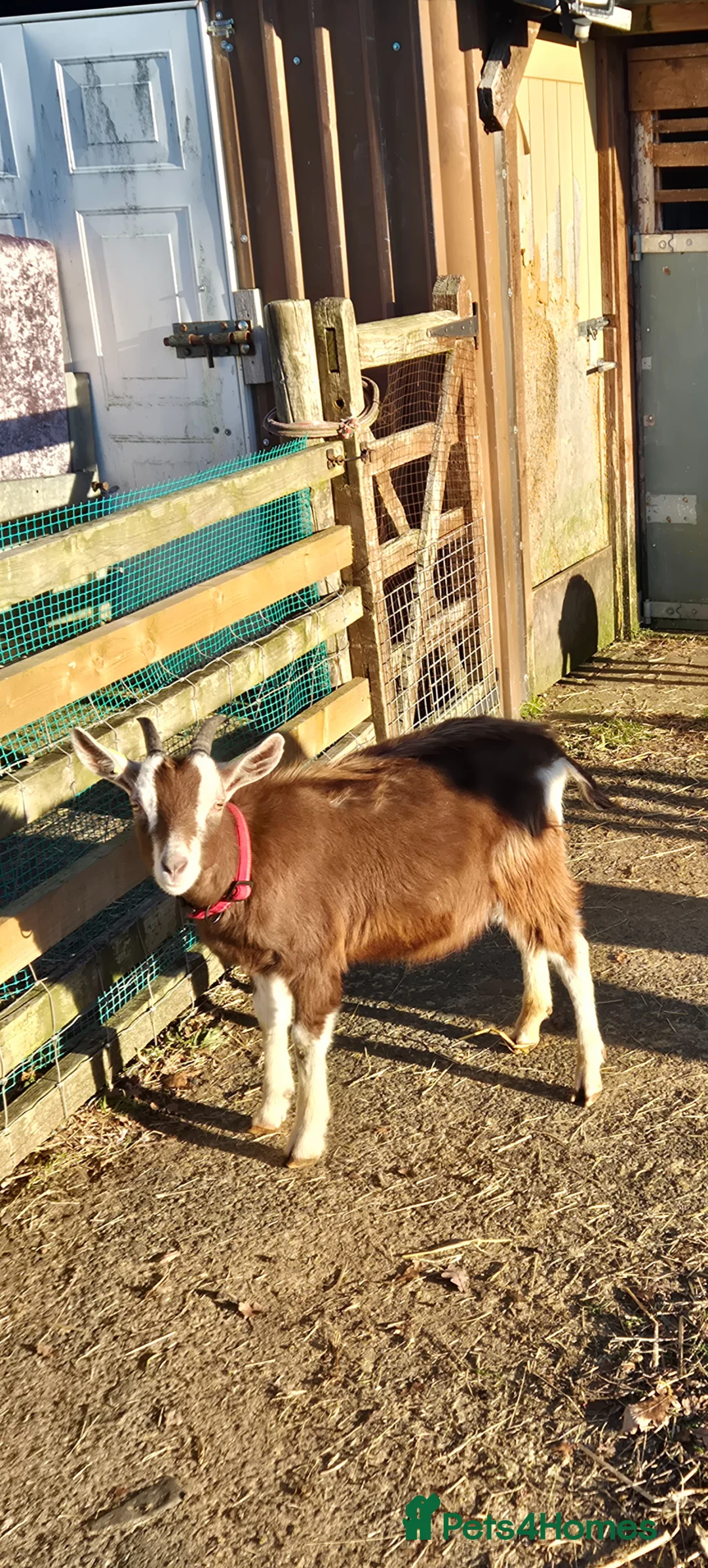 Goats livestock for sale: 2x wether goats,  British Alpine x Toggenburg   in Selby - Advert 2