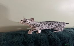 British Shorthair cats for sale: British shorthair silver spotted female  - Image 2