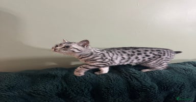 British Shorthair cats - Advert 10