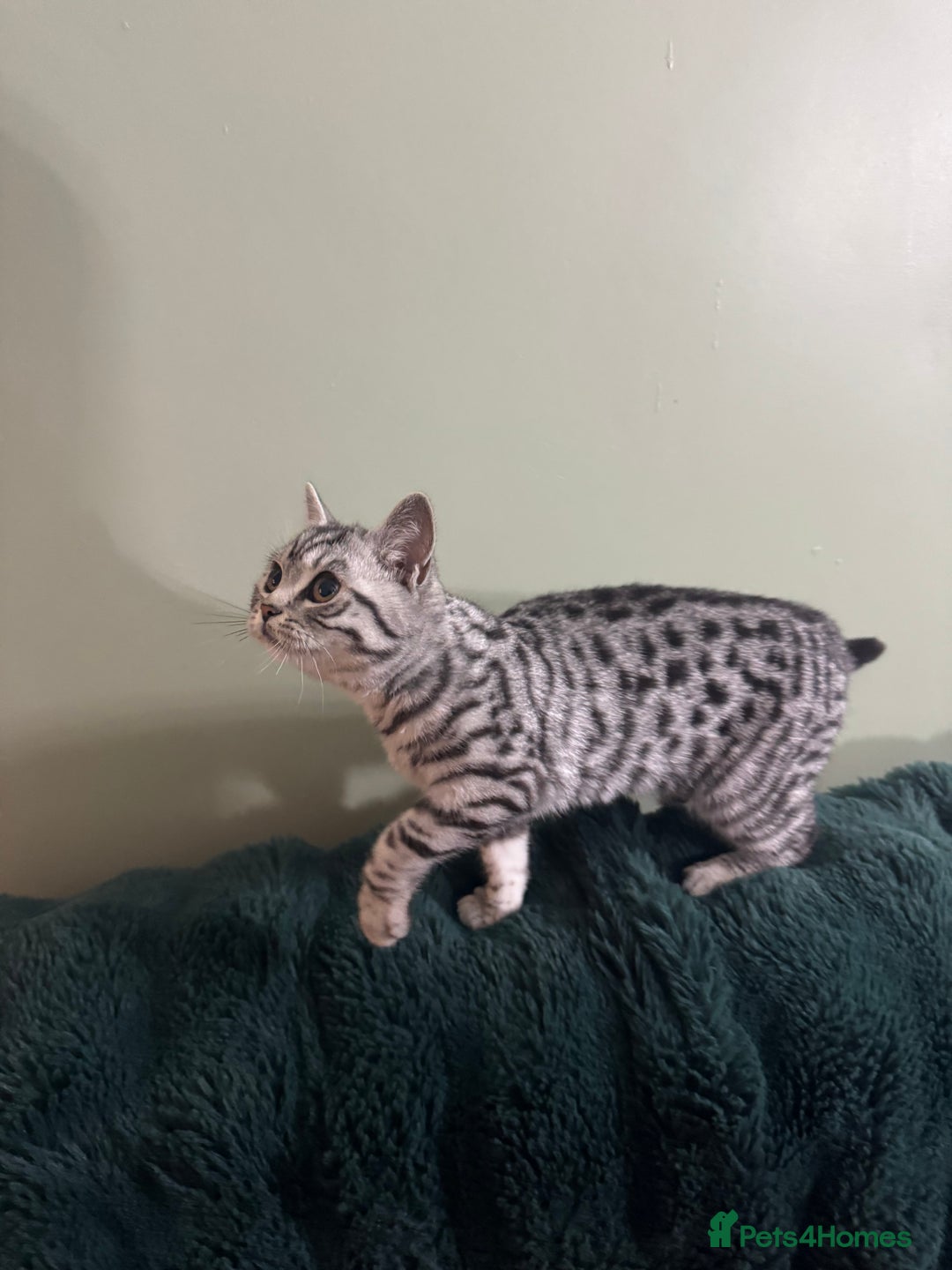 British Shorthair cats for sale: British shorthair silver spotted female  - Image 2