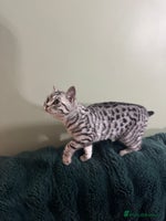 British Shorthair cats - Advert 10