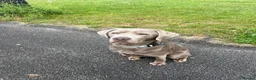 Labrador Retriever dogs for stud: STUNNING SILVER LABRADOR AVAILABLE FOR STUD in Sheffield - Advert 10