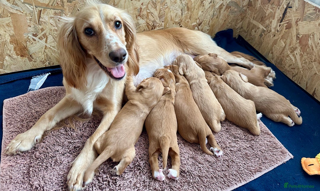 Cocker Spaniel dogs for sale: KC Registered working Cocker Spaniel Puppies  - Image 11