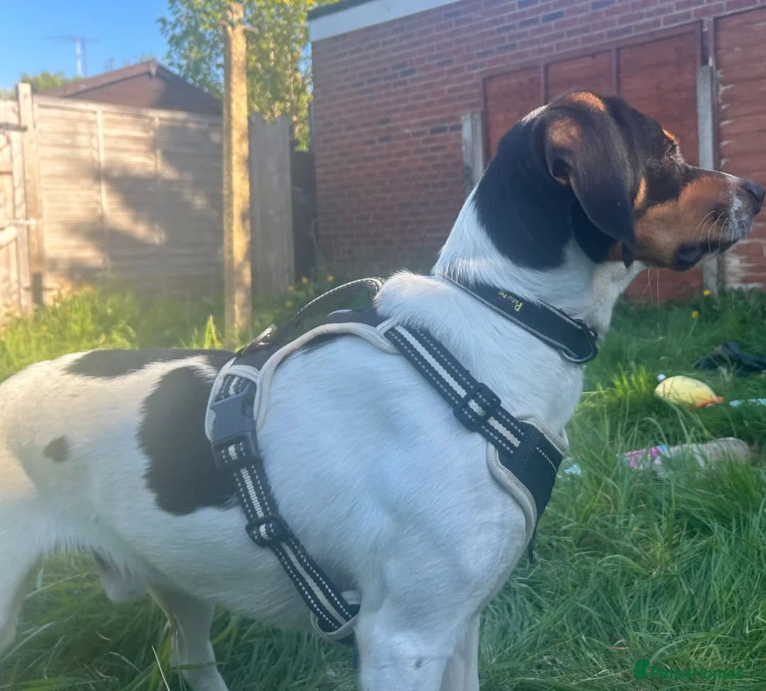 Mixed Breed dogs for sale: Beautiful hound for rehoming! Payment not required - Advert 1