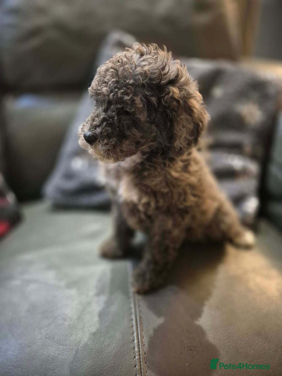 Cockapoo dogs for sale: Beautiful Cockapoo Puppies Ready Now  - Advert 10