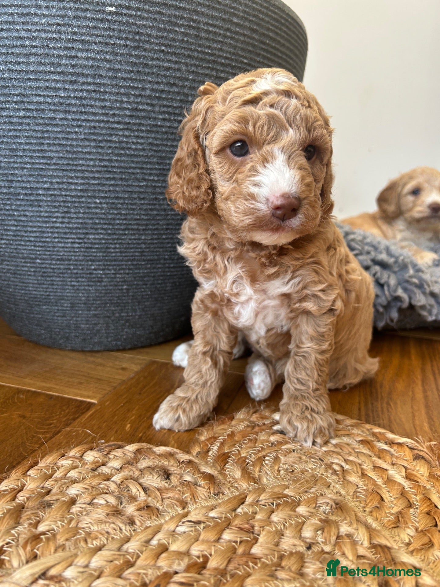 Cockapoo dogs Beautiful Cockapoo puppies (1 LEFT)  - Advert 2