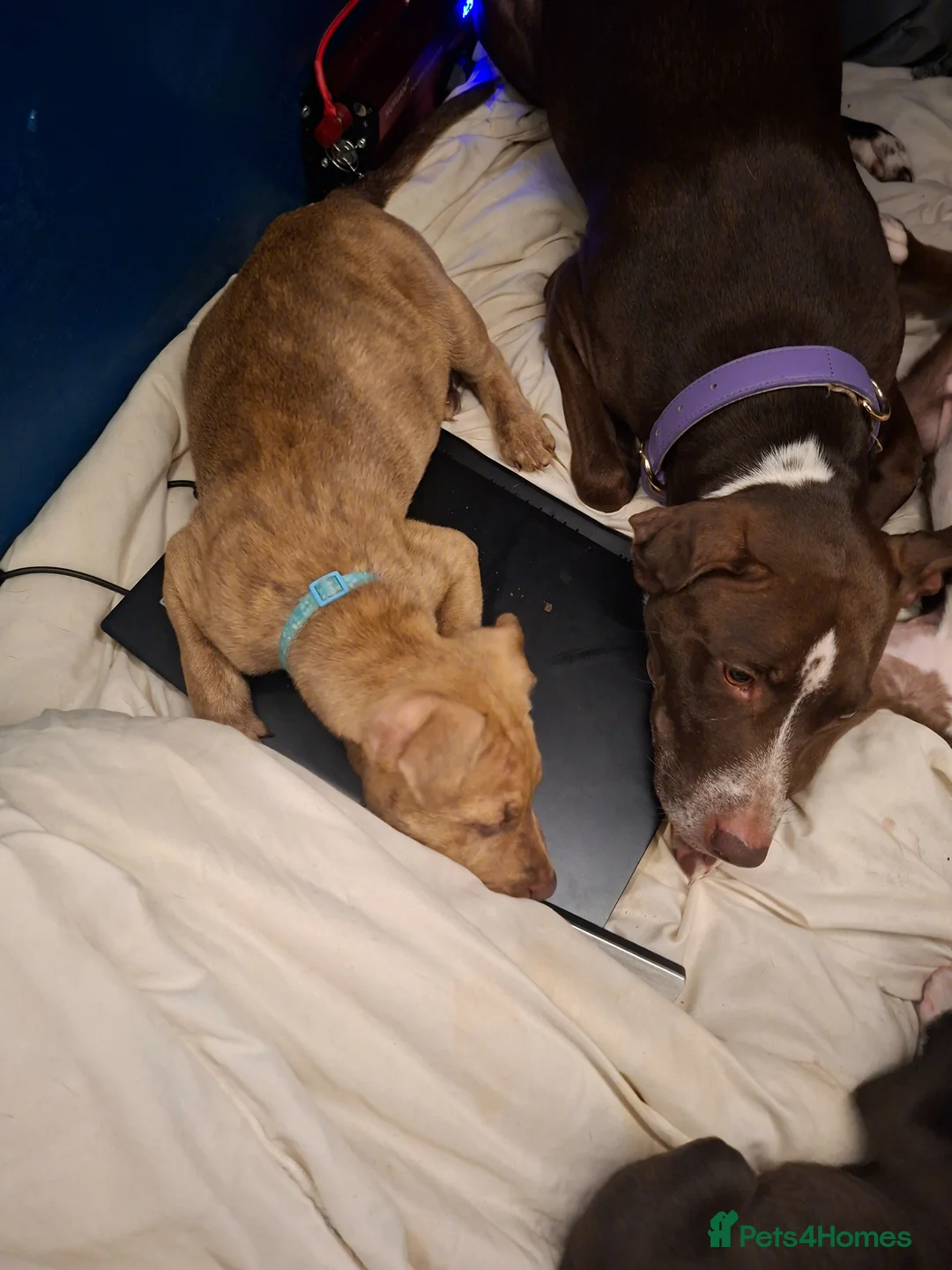 Mixed Breed dogs for sale: 3 gorgeous pups - Advert 2