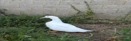 Ducks poultry for sale: Pekin drake for sale  in Ashford - Advert 3