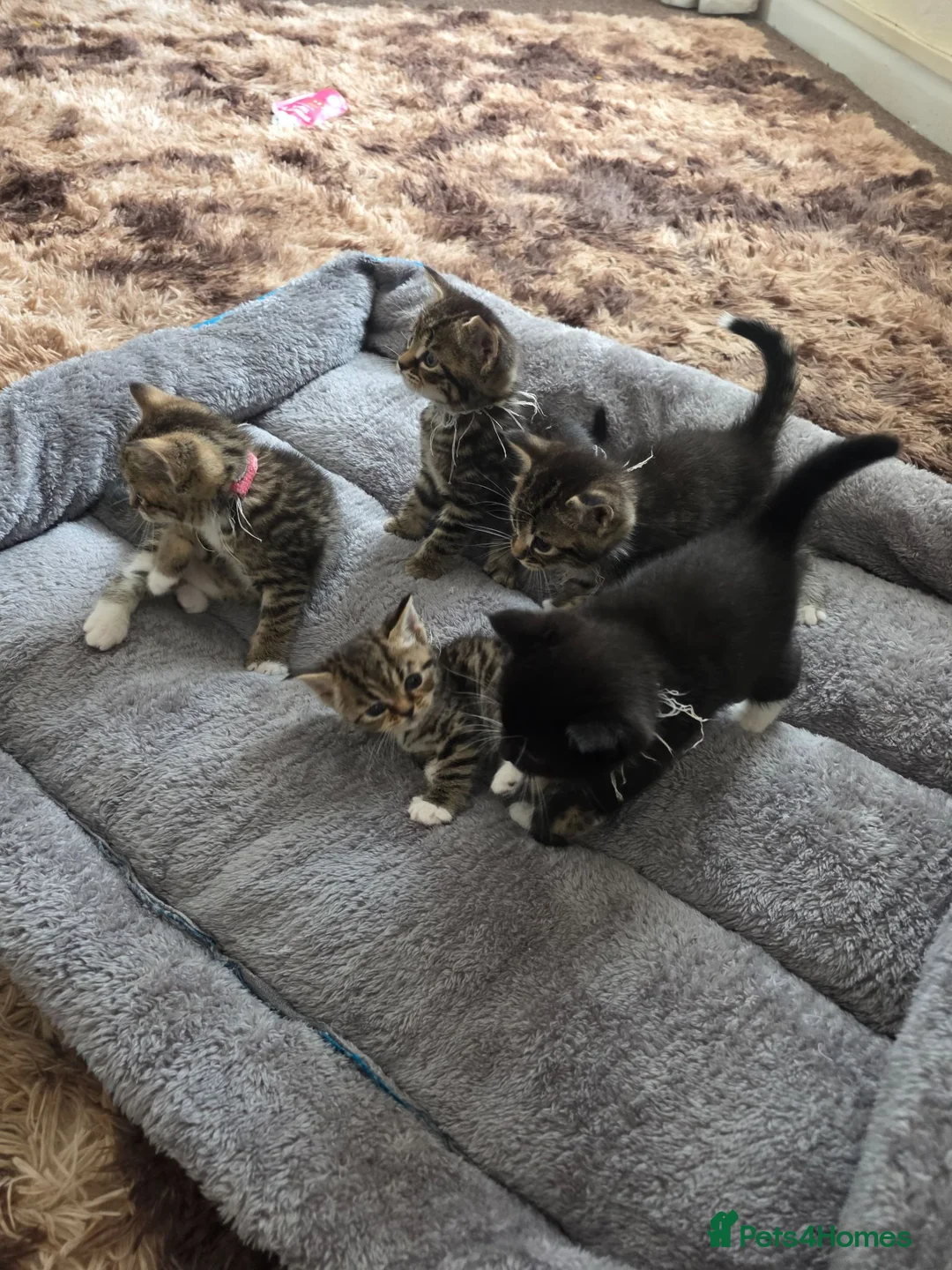 Mixed Breed cats for sale: Half British Shorthair Kittens - Advert 1