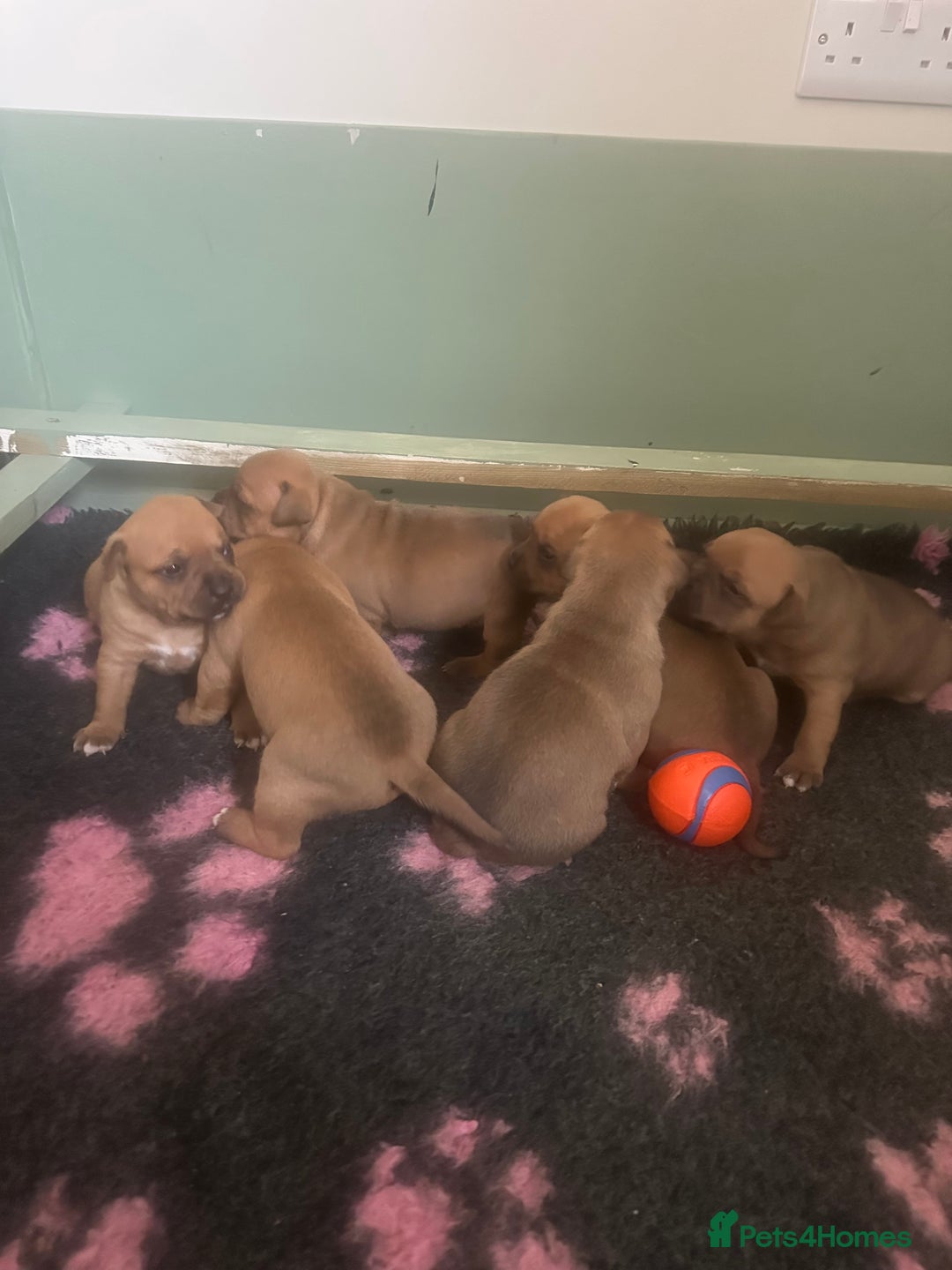 Staffordshire Bull Terrier dogs for sale: Amazing True To Type Staffordshire bull terriers  - Image 6