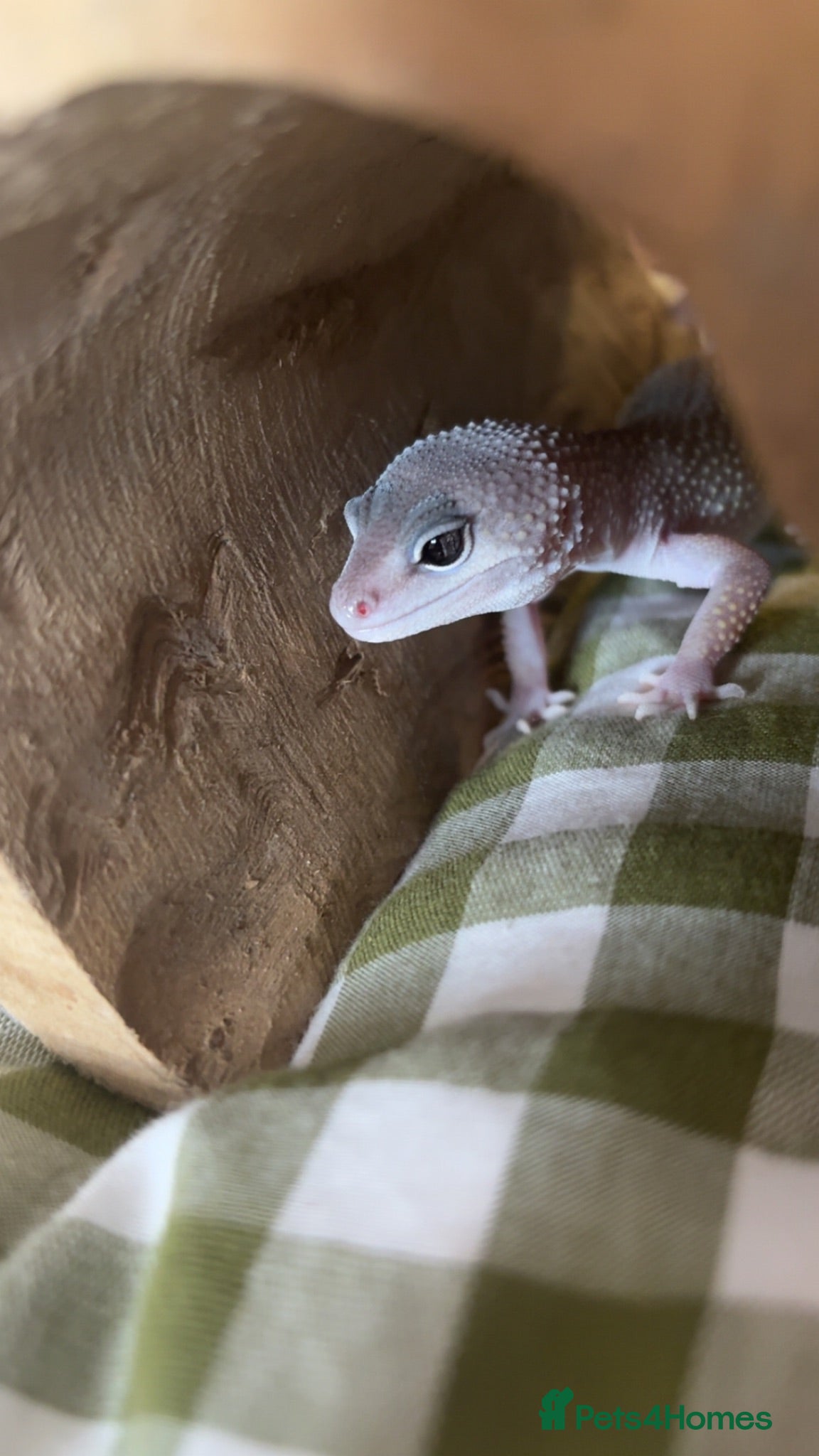 Leopard Gecko reptiles Friendly female  gecko 7 months! - Advert 12