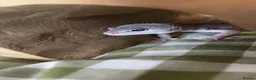 Leopard Gecko reptiles for sale: Friendly female  gecko 7 months! in Nottingham - Advert 1