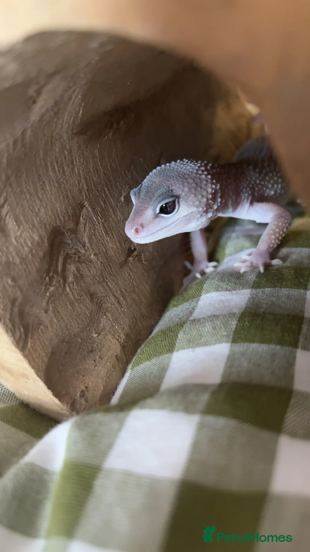 Leopard Gecko reptiles for sale: Friendly female  gecko 7 months! in Nottingham - Advert 1