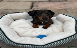 Miniature Dachshund dogs for stud: Bruno The Silver dapple - Image 3