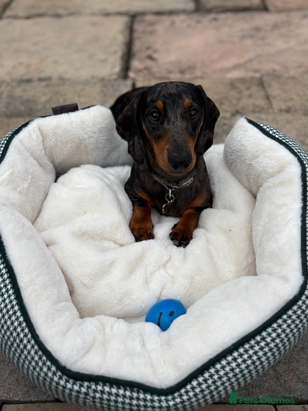 Miniature Dachshund dogs for stud: Bruno The Silver dapple - Image 3