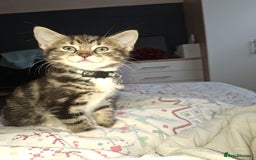 Mixed Breed cats for sale: Kittens for sale  - Image 1