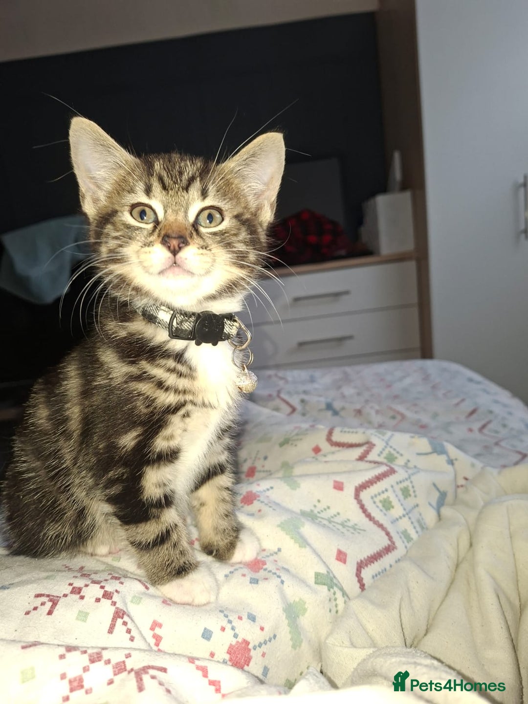 Mixed Breed cats for sale: Kittens for sale  - Image 1