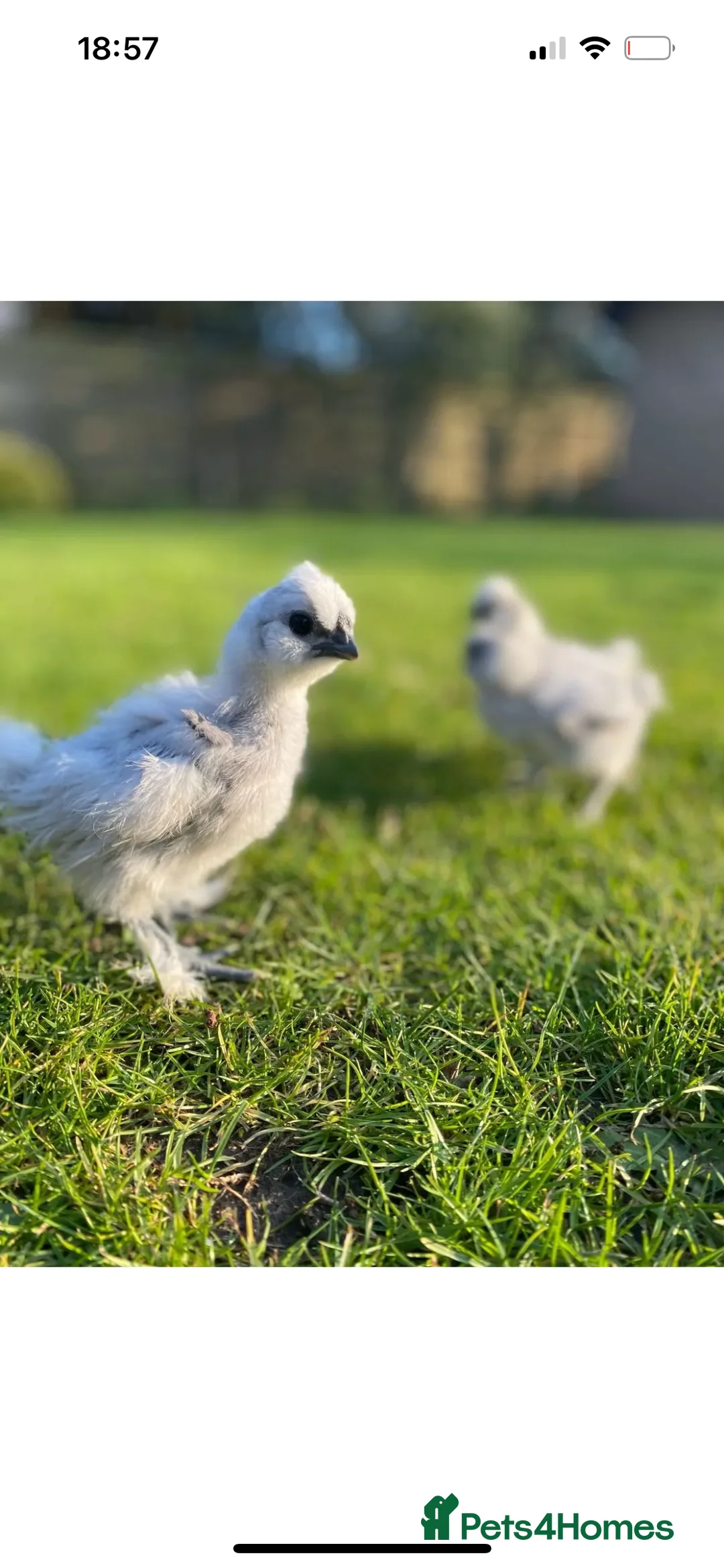 Chickens poultry for sale: Day old unsexed silkies for sale  - Advert 6