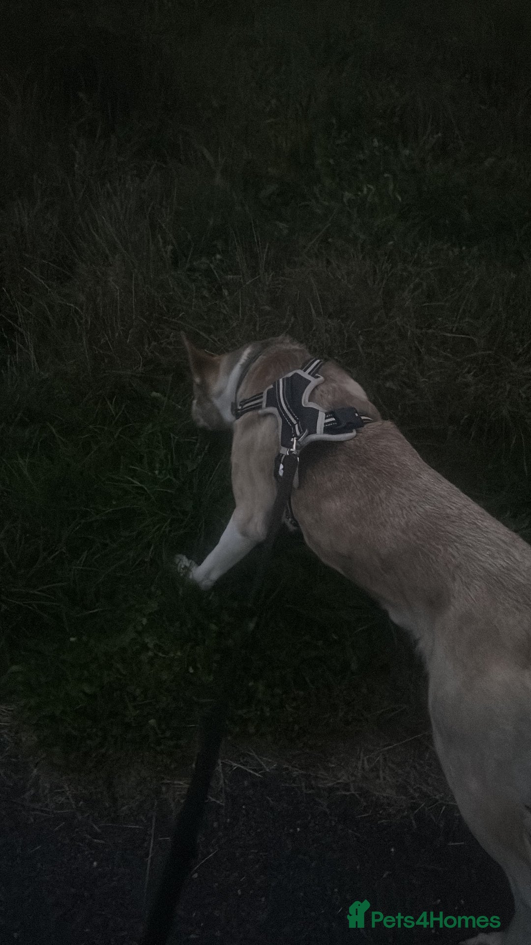 Mixed Breed dogs for sale: Dog for sale - Advert 4