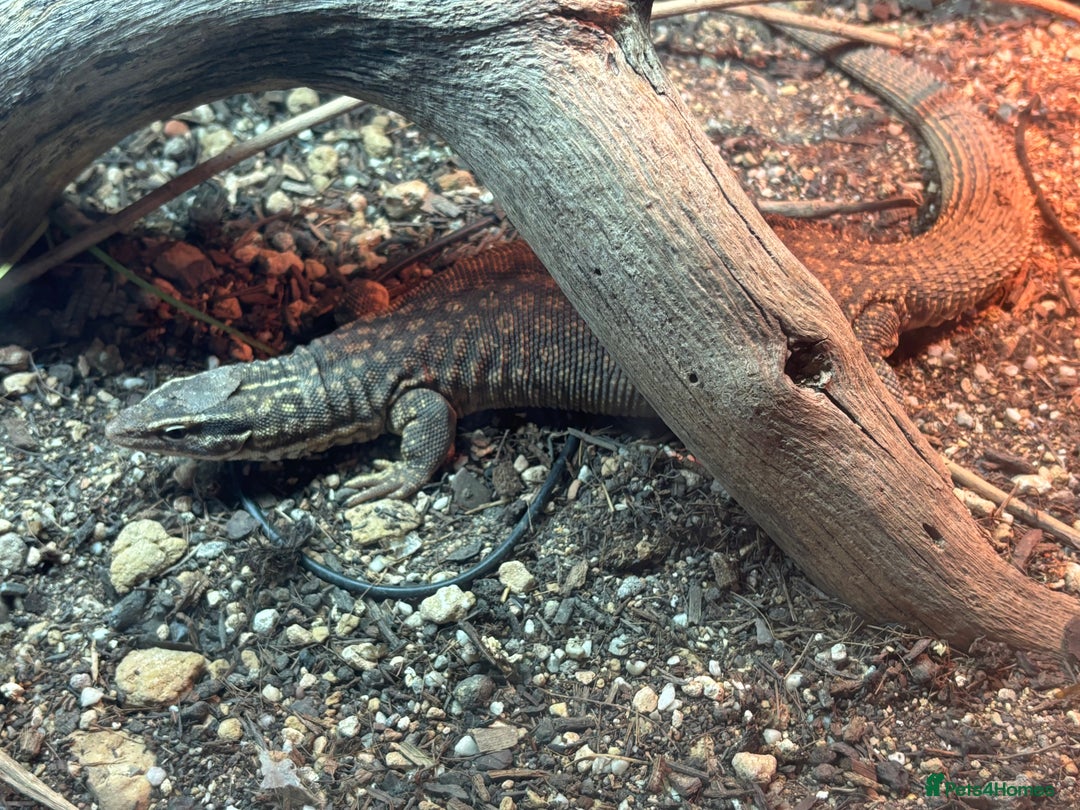 Monitor reptiles for sale: Pair of ackies monitors  - Advert 2