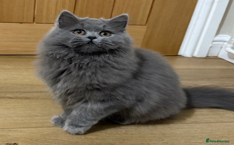 British Shorthair cats - Advert 14
