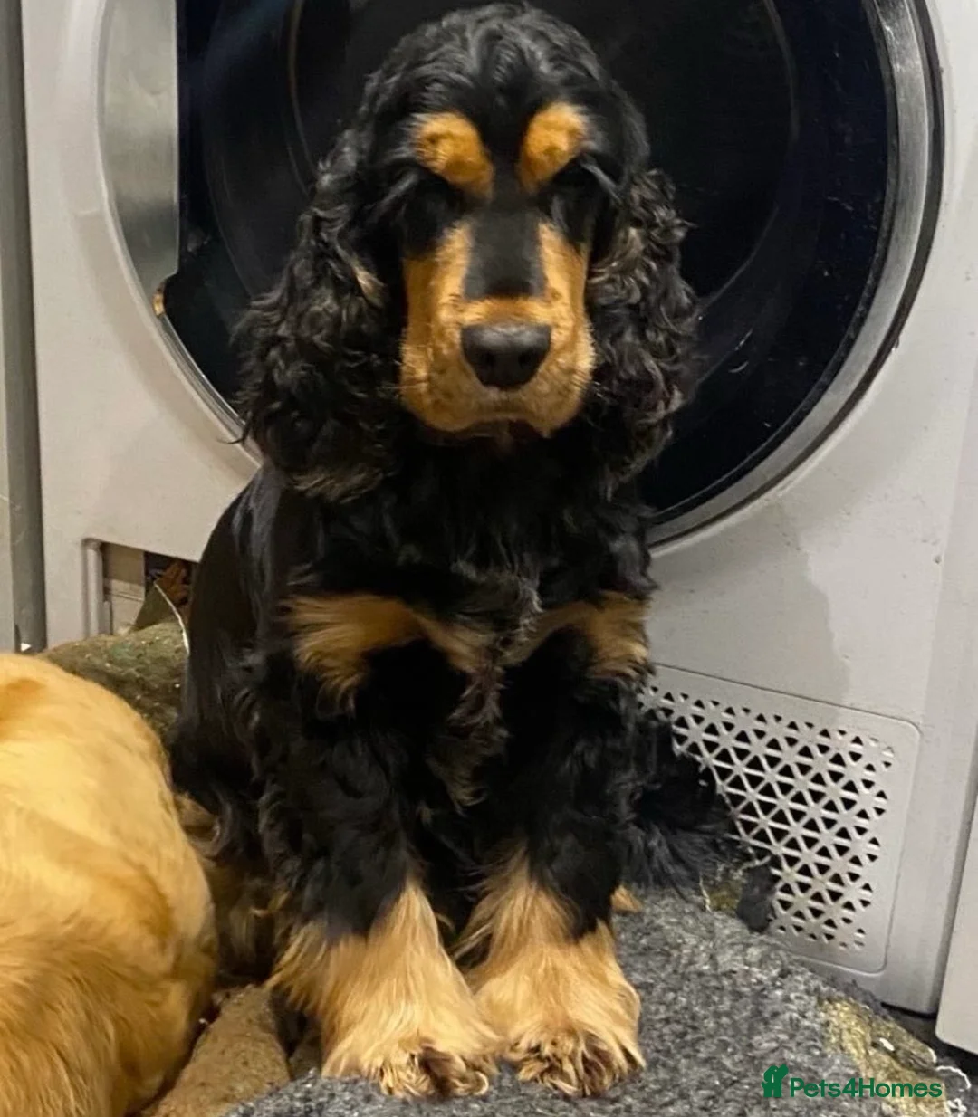 Cocker Spaniel dogs for sale: Cocker Spaniel Show Type - Advert 2