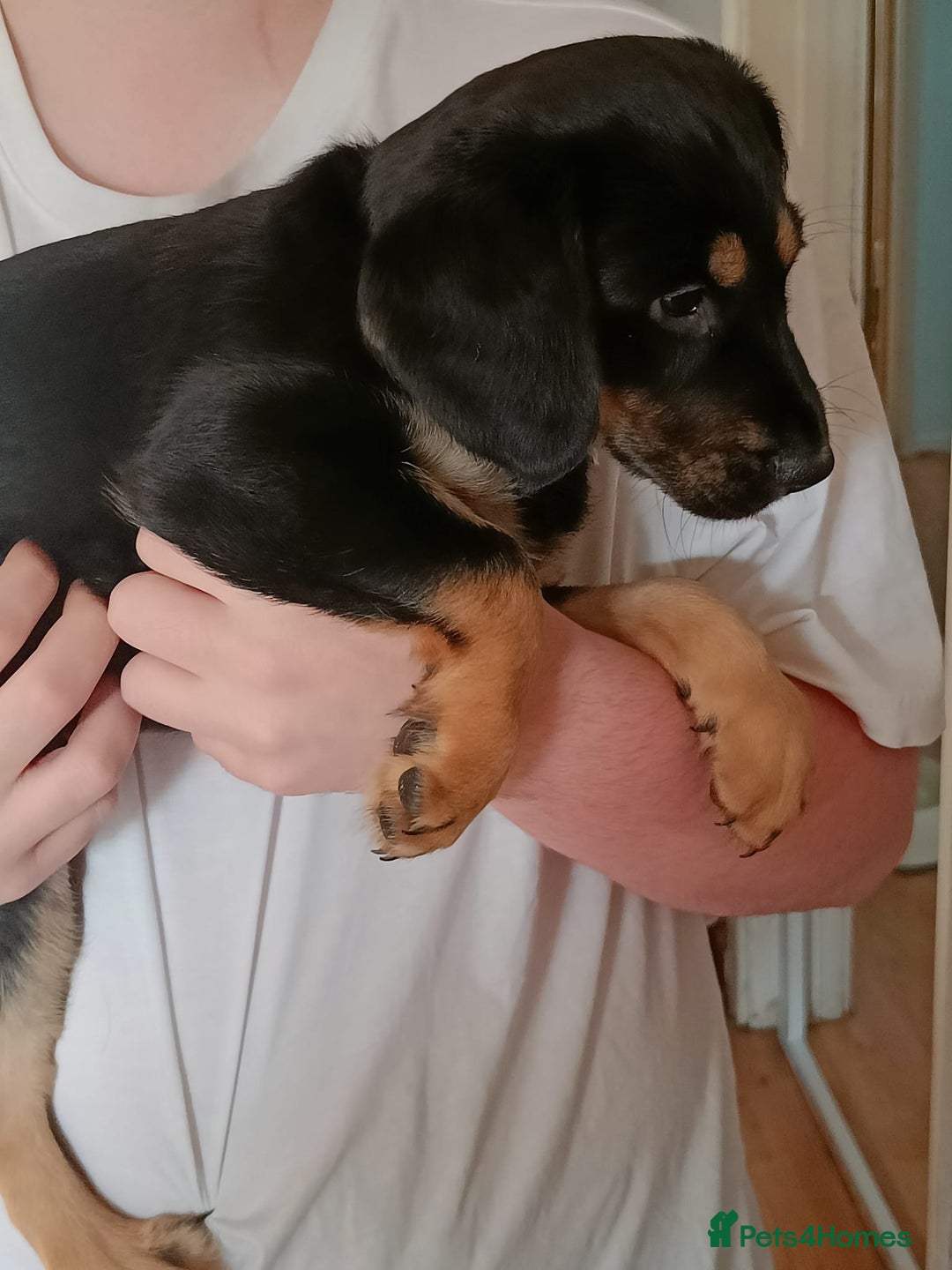 Mixed Breed dogs for sale: Puppies - Image 13