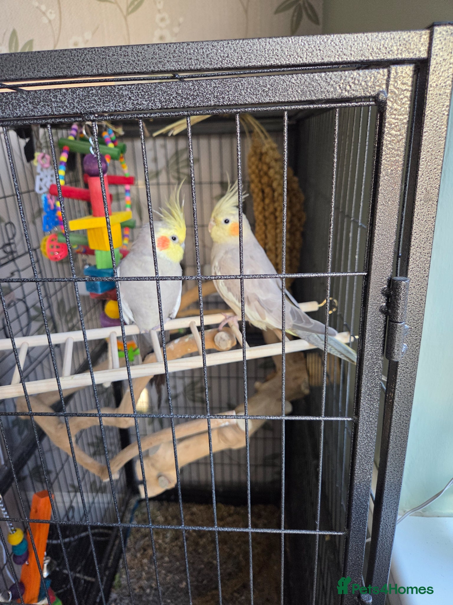 Cockatiels birds Male and female cockatiel  - Advert 1