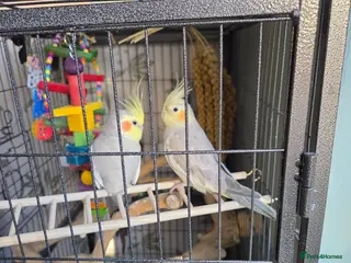 Cockatiels birds Male and female cockatiel - Advert 2