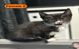 Bengal cats for sale: Gorgeous Bengal X Kittens!! - Image 25