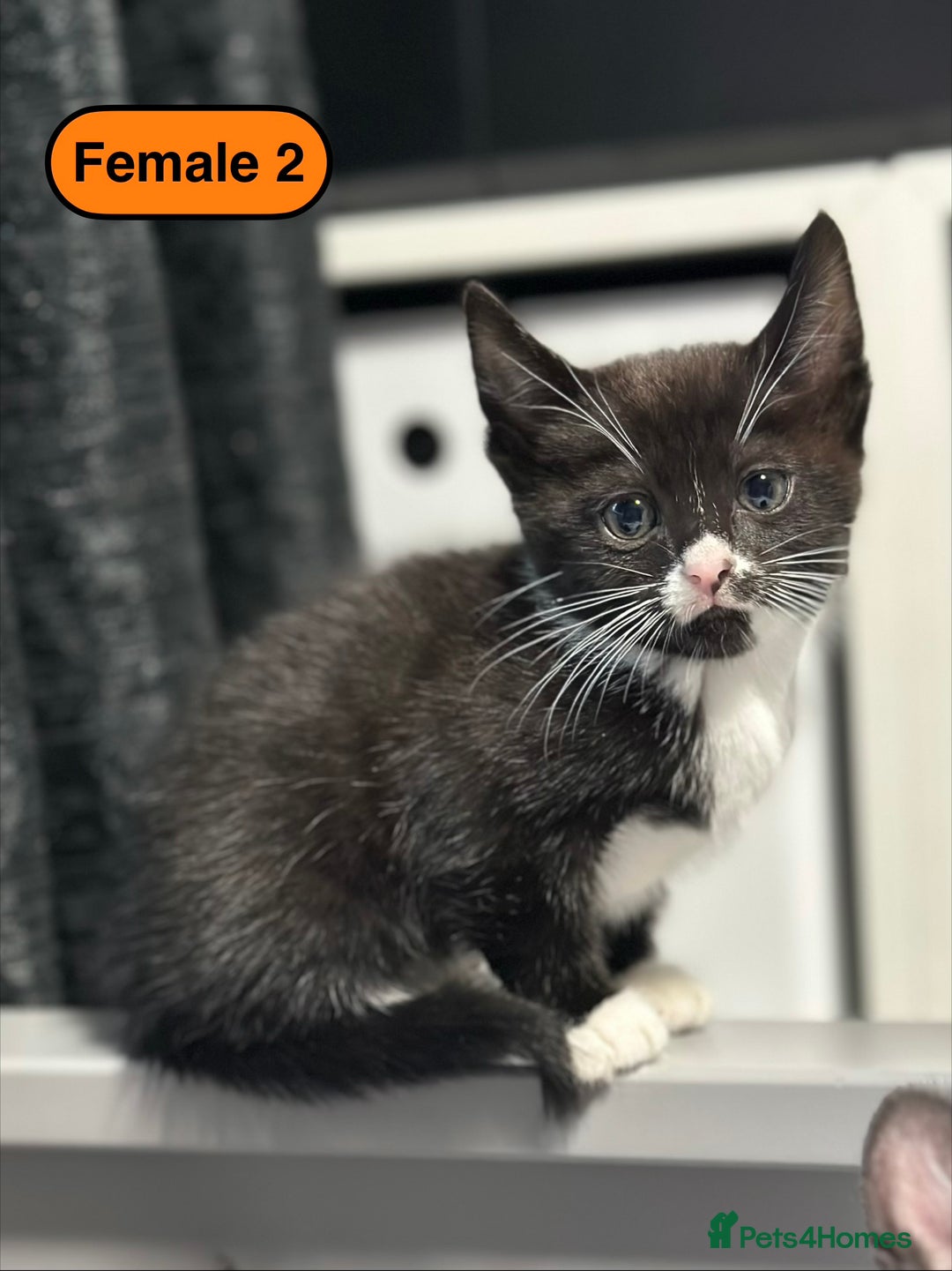Bengal cats for sale: Gorgeous Bengal X Kittens!! - Image 25