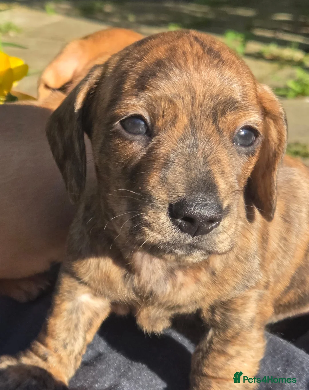 Miniature Dachshund dogs for sale: KC Mini Dachshund Pups - 1 available.3 reserved  - Advert 20