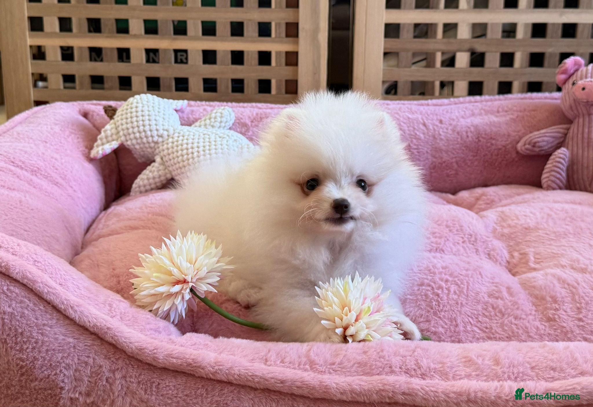Pomeranian dogs Tiny White snow Pomeranian Puppies  - Advert 4