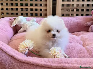 Pomeranian dogs Tiny White snow Pomeranian Puppies - Advert 4