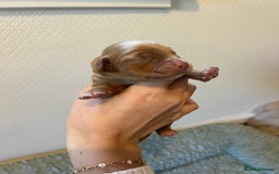 Cocker Spaniel dogs for sale: 🐶Cocker Spaniel Pups Looking for Forever Family🐶 - Image 17