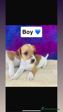 Jack Russell dogs - Advert 2