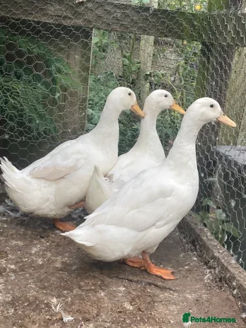 Ducks poultry 3 x Cherry valley drakes  - Advert 6